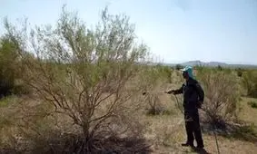 آغاز اجرای عملیات آبیاری سنواتی پروژه‌های بیابان‌زدایی شهرستان سمنان