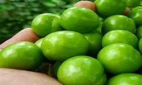 عجیب اما واقعی/ قیمت هر کیلو گوجه سبز؛ ۸۰هزار تومان