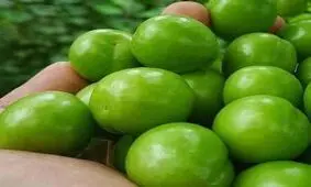 عجیب اما واقعی/ قیمت هر کیلو گوجه سبز؛ ۸۰هزار تومان