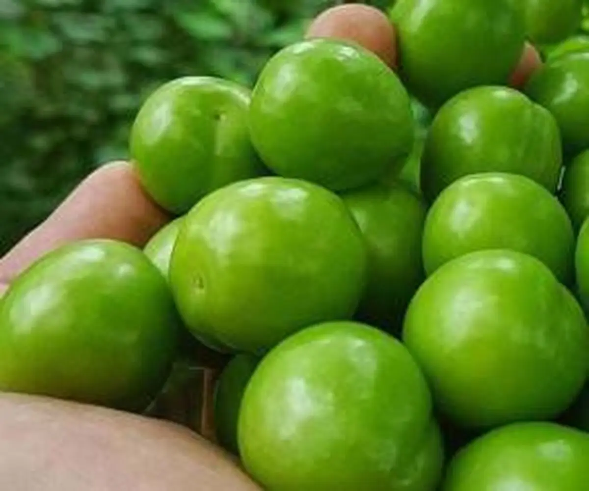 عجیب اما واقعی/ قیمت هر کیلو گوجه سبز؛ ۸۰هزار تومان