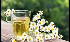 همه چیز درباره بابونه