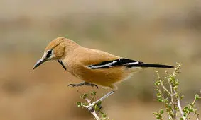 پرنده‌ای که تنها در ایران وجود دارد