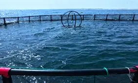 آبزی‌پروری؛ فرصتی برای آغاز یک فعالیت اقتصادی در چابهار