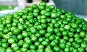 ممنوعیت خوردن گوجه سبز برای ۳ گروه/ میوه‌های بهاری حساسیت ایجاد می‌کنند