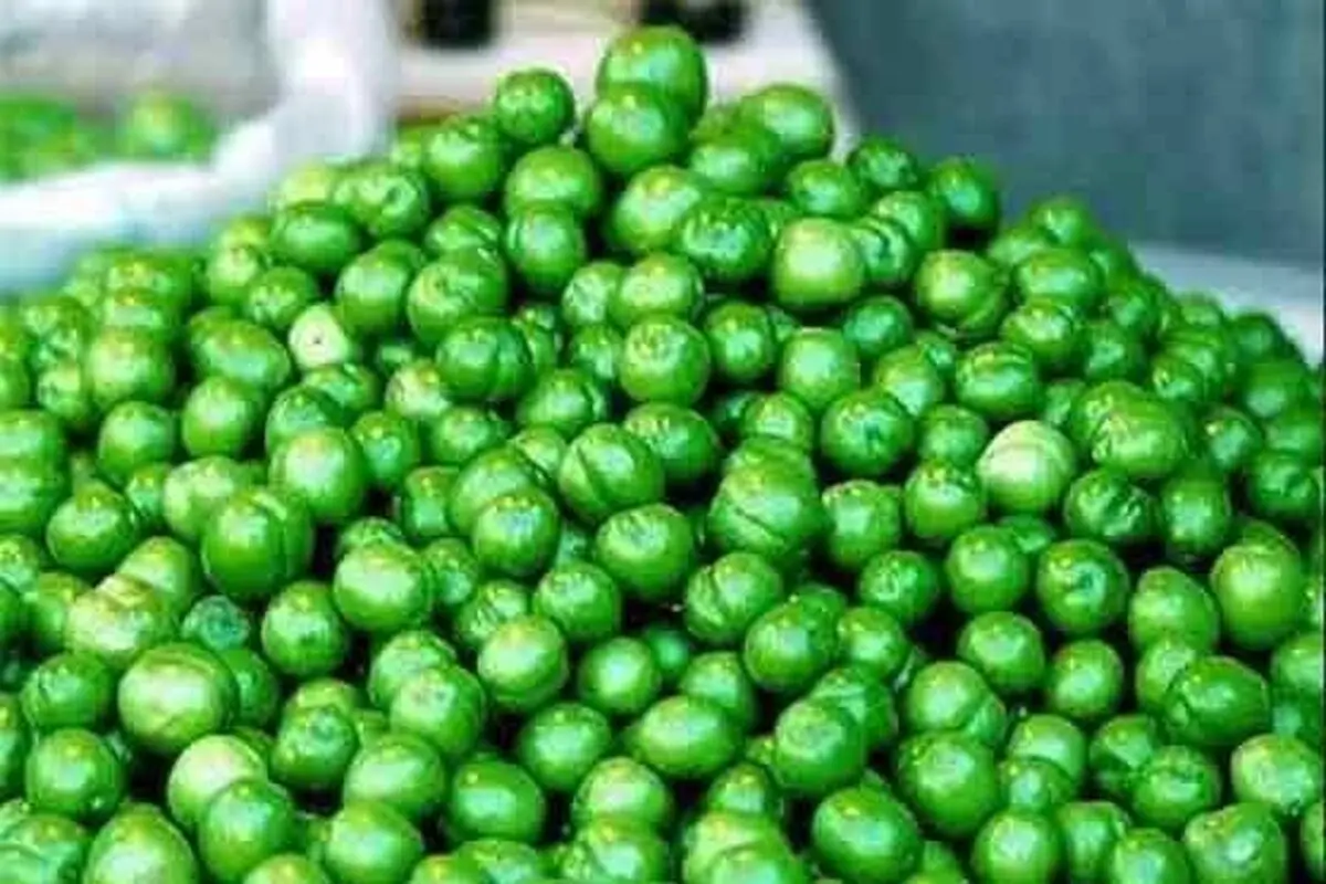 ممنوعیت خوردن گوجه سبز برای ۳ گروه/ میوه‌های بهاری حساسیت ایجاد می‌کنند
