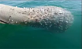 تبعات صیادی غیرمجاز در خلیج فارس؛ از مرگ گربه‌ماهیان تا مرجان‌ها