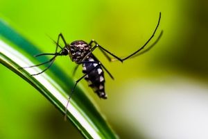 کاهش میزان انتقال بیماری با اصلاح ژنتیکی پشه‌ها