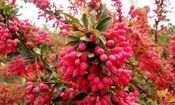یاقوت سرخی که برای کشاورزان استان خراسان جنوبی سودآور نیست، اما جیب دلال‌ها را پرمی‌کند