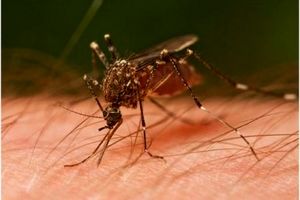 چرا پشه‌ها بعضی‌ها را بیشتر نیش می‌زنند؟