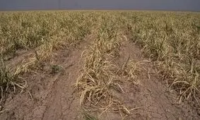 خشکسالی به ۳۳ هزار هکتار از مزارع مرودشت زیان زده است