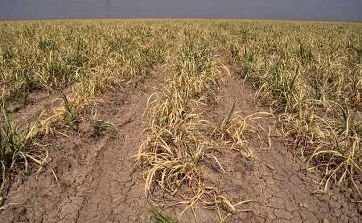 خشکسالی به ۳۳ هزار هکتار از مزارع مرودشت زیان زده است