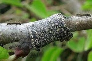 پروانه تخم انگشتری، ۴۰۰۰ هکتار عرصه جنگلی مازندران را آلوده کرد