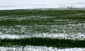 هزار هکتار از اراضی خوی در اثر بارش تگرگ خسارت دید