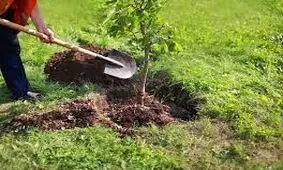 ۳۵۰ هزار اصله نهال در نهالستان‌های منابع طبیعی کرمانشاه تولید و نگهداری می‌شود