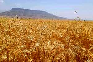 ۳۰ هزار تن گندم از کشاورزان شادگان خریداری شد
