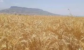 ۳۰ هزار تن گندم از کشاورزان شادگان خریداری شد