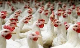 بازار مرغ خوزستان به آرامش‌ نسبی رسید