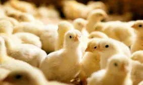 واردات جوجه یکروزه با هدف کاهش قیمت و تنظیم بازار/ جزئیاتی از روش های پنهان کردن گران‌فروشی