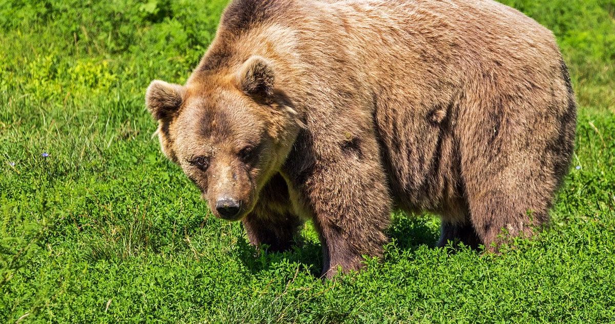 زخمی شدن خرس قهوه‌ای بر اثر برخورد با خودرو در مسیر اسلام‌آباد غرب