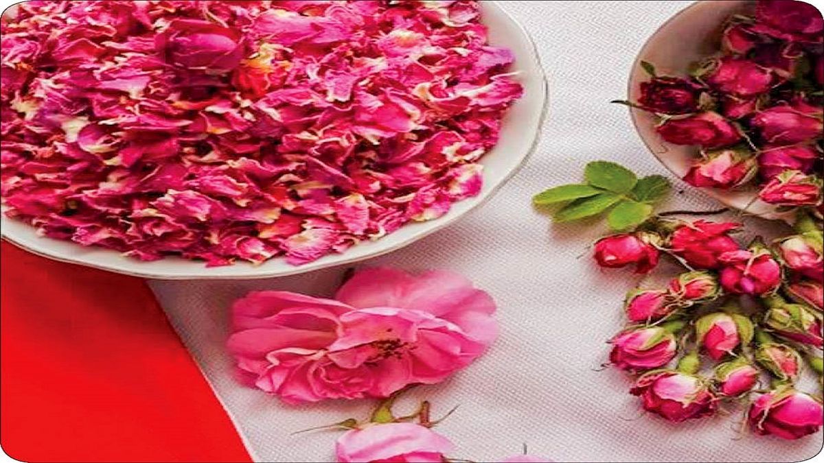 نکاتی درباره گل محمدی، خواص و روشهای استفاده از آن