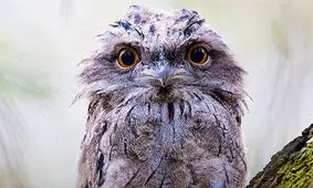 جغد دهان‌قورباغه‌ای؛ لایک‌خورترین پرنده اینستاگرام