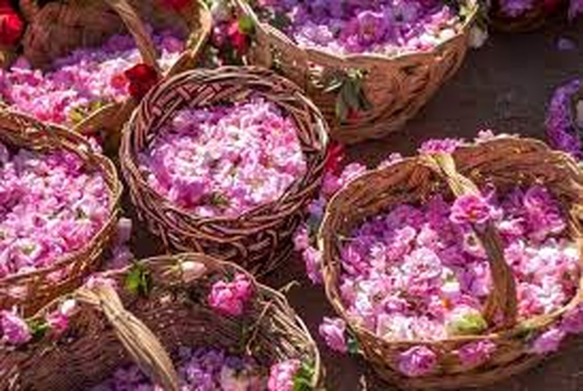 گلابگیری و عطر بهشت در کاشان/ به روایت تصاویر
