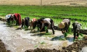 کشت محصولات با مصرف بالای آب در کهگیلویه و بویراحمد محدود شد