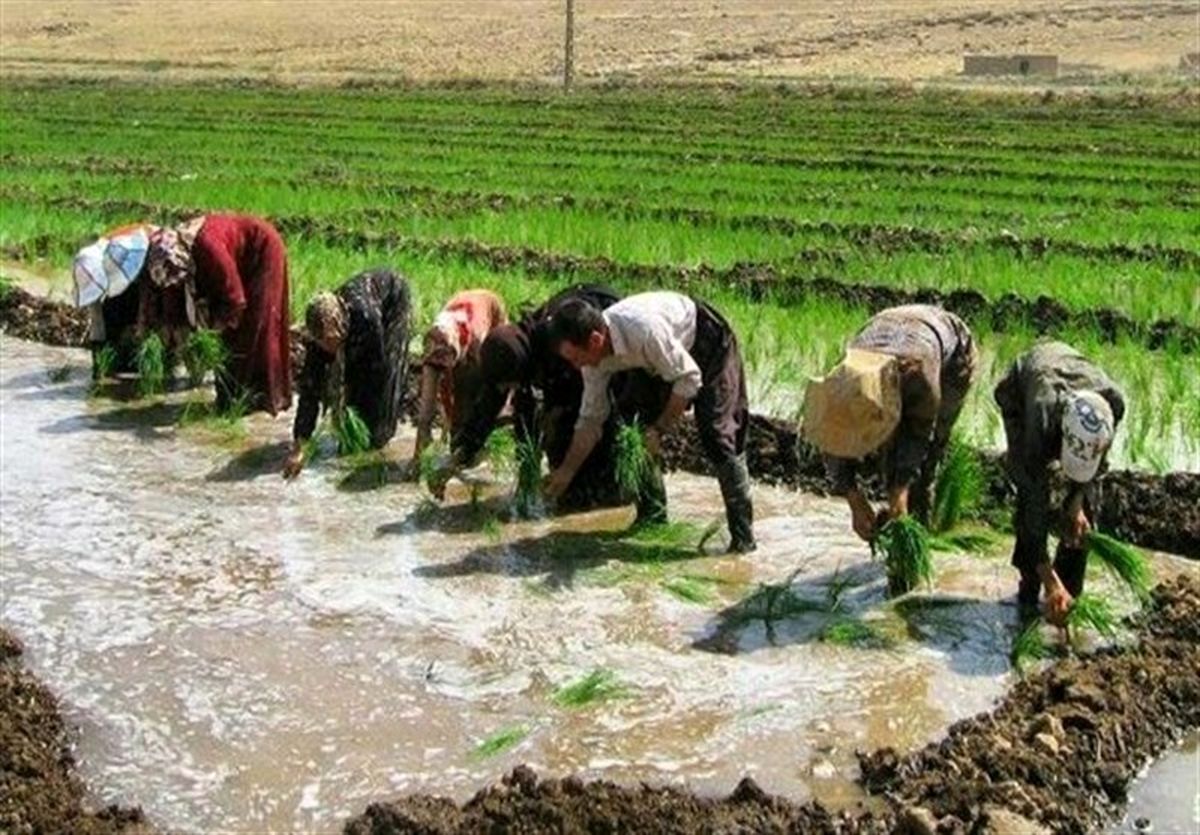 کشت محصولات با مصرف بالای آب در کهگیلویه و بویراحمد محدود شد