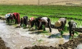 کشت محصولات با مصرف بالای آب در کهگیلویه و بویراحمد محدود شد