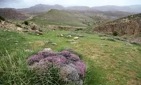 مراتع خراسان رضوی پوشش گیاهی درستی ندارند