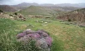 مراتع خراسان رضوی پوشش گیاهی درستی ندارند