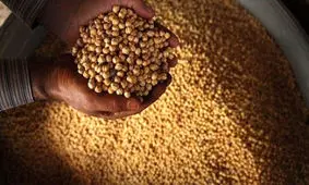 فعالیت ۱۳۰۰ کارگاه تولید نخودچی در ممقان/ به روایت تصاویر