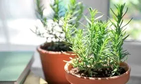 گیاه رزماری، از کاشت در منزل تا خواص درمانی