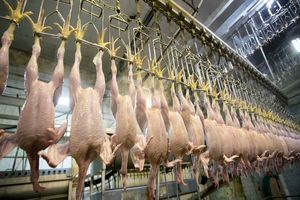 ۳ شهرستان استان خراسان جنوبی مرغ بدون آنتی بیوتیک تولید می‌کند