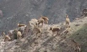 خشکسالی و تشنگی وحوش خراسان شمالی