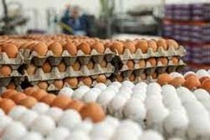 کشف بیش از 2 تن تخم مرغ قاچاق در مانه و سملقان