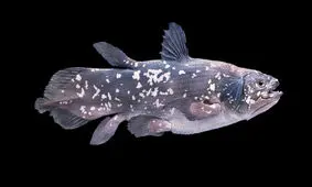 مشاهده یک ماهی قدیمی‌تر از دایناسورها در ماداگاسکار!