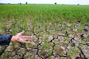 خسارت ۵۰ درصدی خشکسالی به محصولات کشاورزی لرستان
