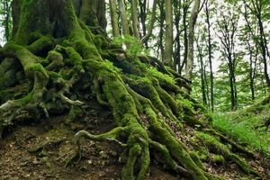 چگونگی کنترل رشد ریشه توسط هورمون‌های گیاه
