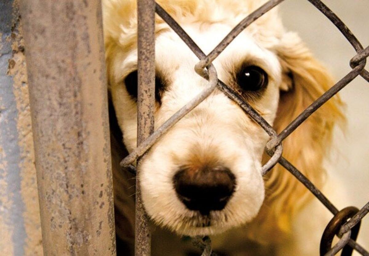 قانون مجازات حیوان آزاری مانعی برای جرم نیست! / برای حمایت از حقوق حیوانات ضعف قانونی داریم