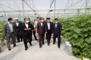 ظرفیت گلخانه های آذربایجان غربی به ۱۰ هزارتن در سال افزایش یافت