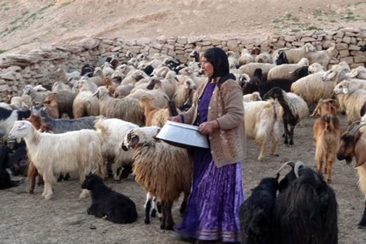 بیش از ۹ میلیارد تومان برای خرید علوفه مورد نیاز عشایر اختصاص داده شد