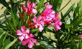 خطر ناراحتی قلبی با گیاه خرزهره/ خرزهره مناسب برای میگرنی‌ها