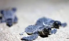 قشم منتظر ۶ هزار بچه لاکپشت پوزه عقابی است