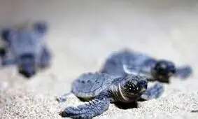 قشم منتظر ۶ هزار بچه لاکپشت پوزه عقابی است