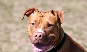 حمله سگ یک کودک ،۱۵ ماهه را تا پای مرگ برد