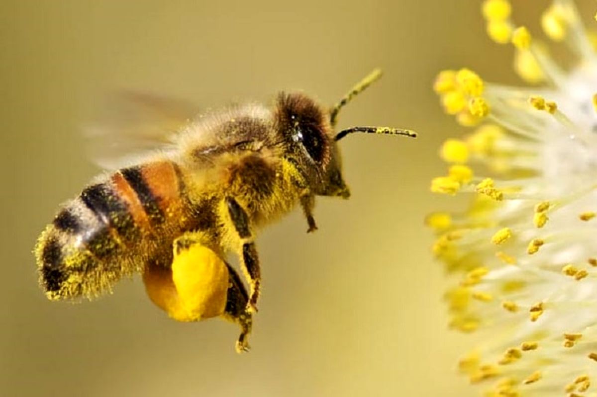 شناسایی ۲۰۰ هزار گونه زنبور/ زنبورهای عسل رقیب حشرات گرده‌ افشان