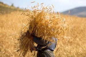 ۴۳ هزار تن گندم در خراسان جنوبی برداشت می‌شود