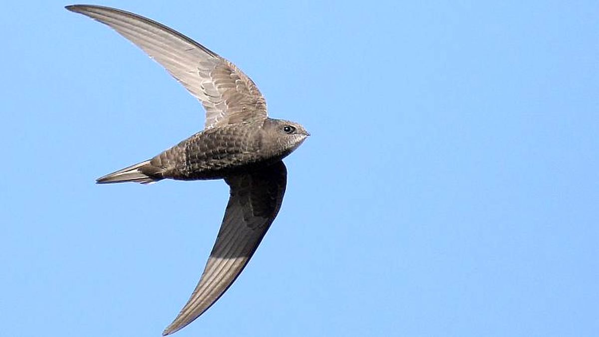سریع‌ترین پرنده مهاجر جهان با رکورد پرواز بی‌وقفه ۷۵۰۰ کیلومتر در ۹ روز