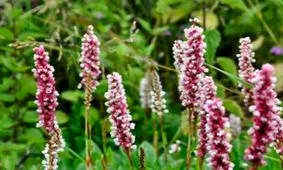 "اَنجبار" تسکین دهنده التهاب صفرا